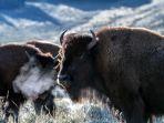 bison-yang-ada-di-taman-nasional-yellowstone.jpg