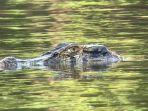 black-caiman.jpg