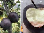 black-diamond-apple.jpg