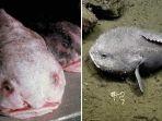 blob-fish-1.jpg
