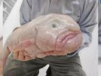 blob-fish_20170413_143222.jpg