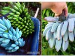 blue-java-banana_20181105_202042.jpg