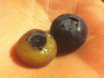 blueberry-tanpa-kulit_20170713_185026.jpg