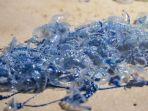 bluebottle.jpg