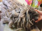 bob-marley-douglas-county-animal-care-servicesmetrouk_20180903_155748.jpg