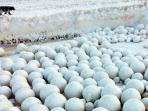 bola-salju_20161112_173558.jpg