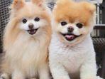 boo-kanan-anjing-terlucu-di-dunia-bersama-buddy-kiri.jpg