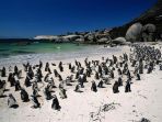 boulders-beach-afrika-selatan_20180331_111340.jpg
