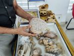 brain-museum_20181017_081756.jpg