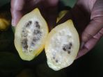 buah-carica_20180611_083334.jpg