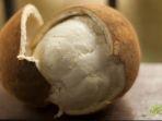 buah-cupuacu.jpg