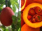 buah-gac_20181006_094152.jpg