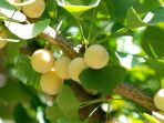 buah-ginkgo-dari-china_20181019_212948.jpg