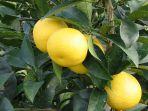 buah-gold-shonan.jpg