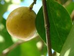 buah-kematian_20180616_164617.jpg