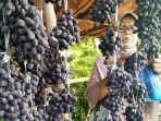 buah-keranji_20171030_104412.jpg