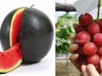 Fantastis! 8 Buah Ini Punya Harga Selangit, yang Terakhir Malah Bisa Buat Beli Rumah