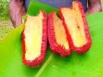buah-merah-papua-img.jpg