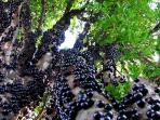 buah_20160924_234341.jpg