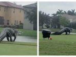 buaya-besar-terlihat-di-lapangan-golf.jpg