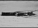 buaya_20160921_181202.jpg