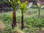 buaya_20161125_224420.jpg