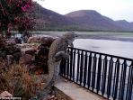 buaya_20170427_081847.jpg