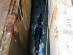 buaya_20170604_132632.jpg