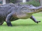 buaya_20170614_182030.jpg