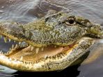 buaya_20180312_135006.jpg