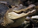 buaya_20180410_122518.jpg