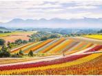bukit-biei-hokkaido.jpg