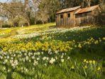 bukit-daffodil-california.jpg