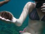 bulu-babi_20160928_111230.jpg