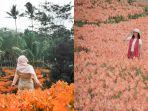 bunga-amarilis-mekar-di-gunungkidul.jpg