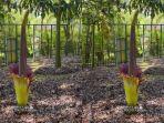bunga-bangkai-kebun-raya-cibodas.jpg