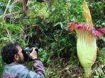 bunga-bangkai-raksasa-atau-titan-arum-ini-berasal-dari-sumatera.jpg