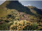 bunga-edelweis-di-gunung-merbabu.jpg