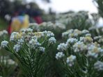bunga-edelweis_20170202_171523.jpg