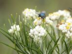 bunga-edelweis_20170723_143105.jpg