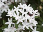 bunga-melati_20180127_075417.jpg