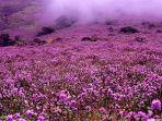 bunga-neelakurinji.jpg