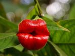 bunga-psychotrina-elata_20171012_093018.jpg