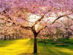 bunga-sakura-di-st-jamess-park-inggris.jpg