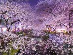 bunga-sakura-mekar-di-tokyo.jpg
