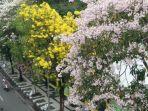 bunga-sakura-tabebuya-bermekaran-di-jalan-protokol-kota-surabaya.jpg