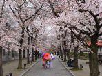 bunga-sakura-yang-bermekaran-di-jepang.jpg