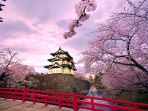 bunga-sakura_20170104_153310.jpg