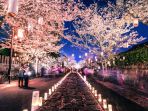 bunga-sakura_20170122_101848.jpg