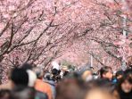 bunga-sakura_20170202_171430.jpg